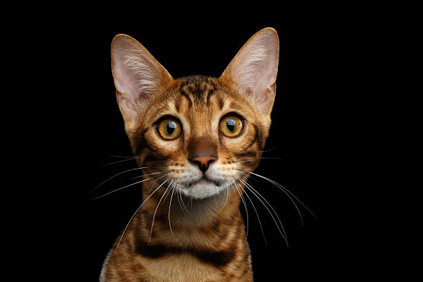 istock Adorable breed Bengal kitten isolated on Black Background 624493816