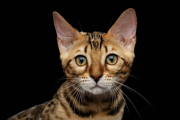 istock Adorable breed Bengal kitten isolated on Black Background 624493936