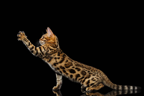 istock Adorable breed Bengal kitty isolated on Black Background 624494054