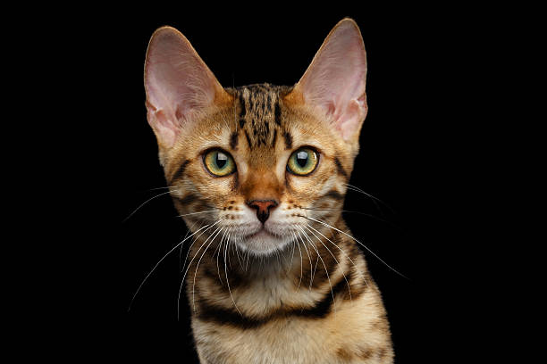 istock Adorable breed Bengal kitten isolated on Black Background 624494096