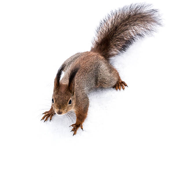 istock cute little red squirrel standing on snowy ground 624494692
