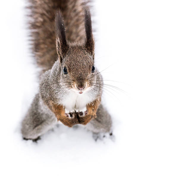 istock red squirrel standing on white snow, looks up 624494790