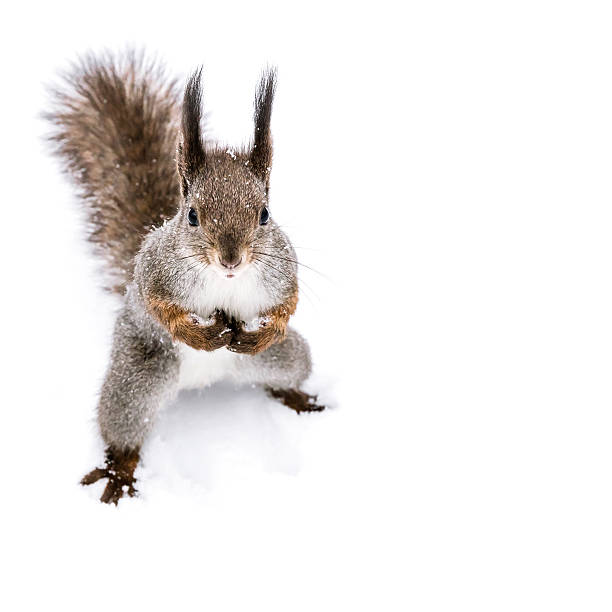 istock funny squirrel standing on snow and looking in camera 624494830