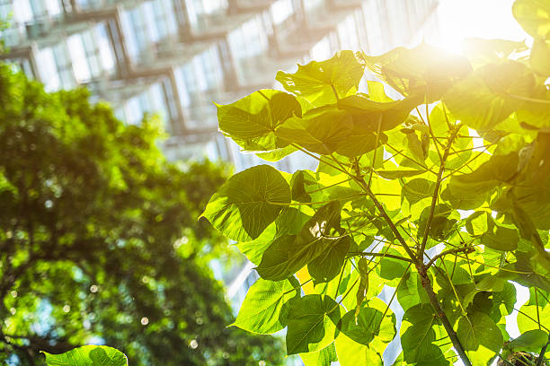 istock portion of trees against office buildings 624494918