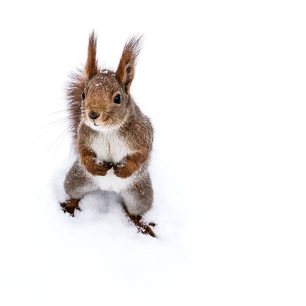 istock funny little squirrel with fluffy tail standing on snow 624494948