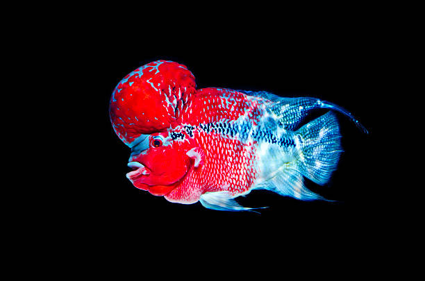 Flowerhorn Cichlid Fish Colorful fish with black Background.