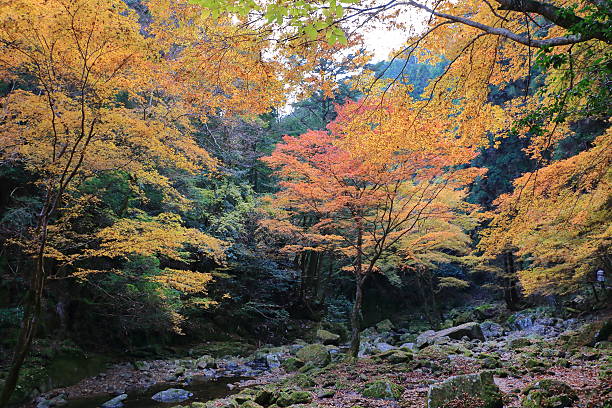 Autumn of Akame 48 waterfall valley Autumn of Akame 48 waterfall valley akame shijyuhachi stock pictures, royalty-free photos & images