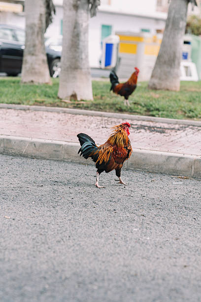 istock Colorful rooster with tan, blue and green feathers running down 624495278