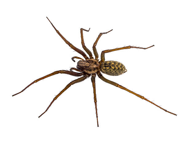 istock Black House spider isolated on white 624495320