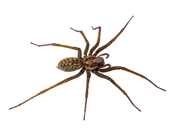 istock Scary House spider isolated on white 624495448