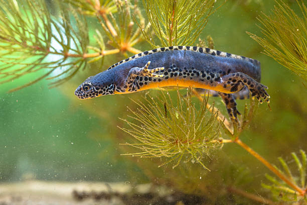 istock Wild Alpine Newt swimming under water 624496628