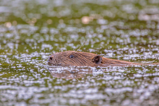 Swimming beaver (Castor fiber) looking in the camera under beautiful light at sunset in the Biesbosch Netherlands