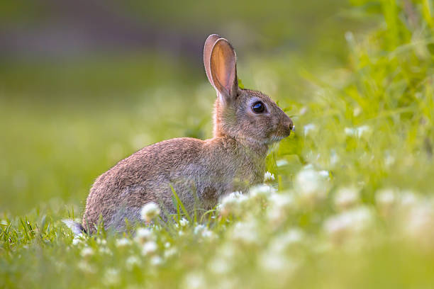 istock Wild European rabbit in grass 624496696