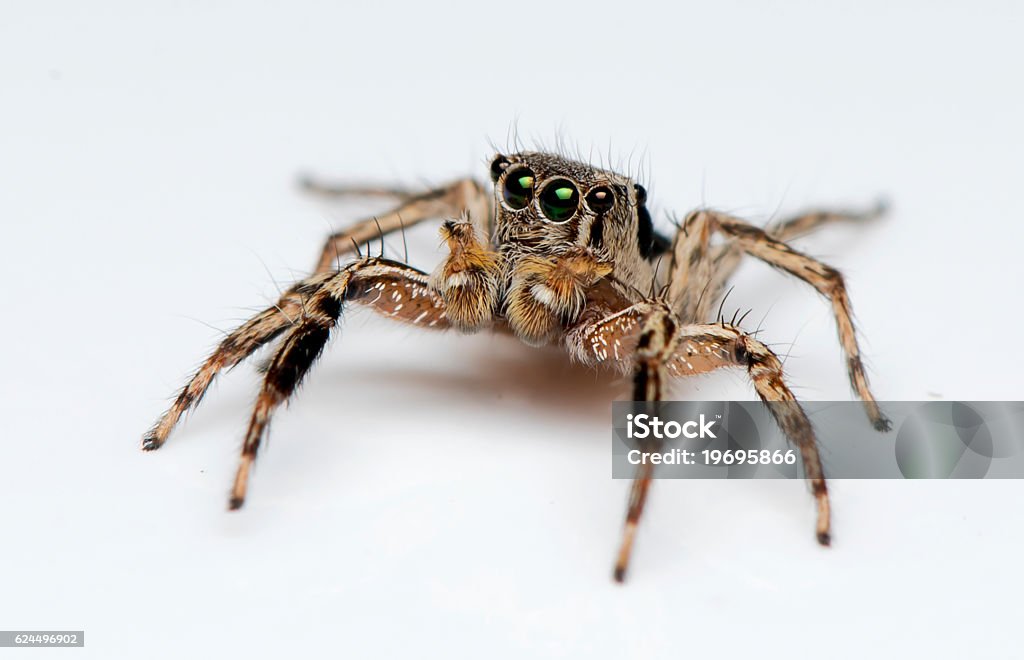 Jumping Spider natural insect Jumping Spider Stock Photo