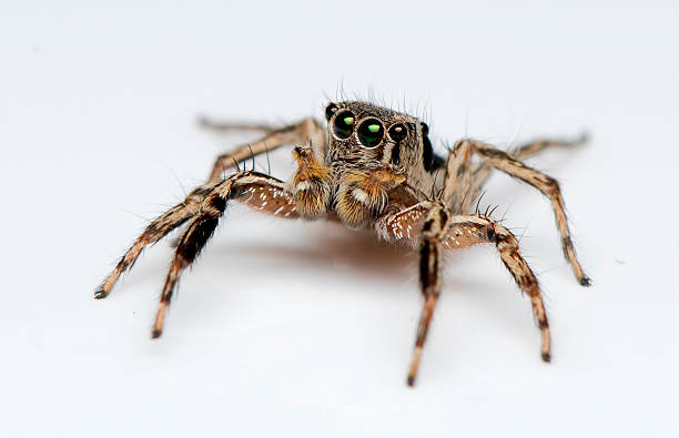 Jumping Spider natural insect jumping spider photos stock pictures, royalty-free photos & images