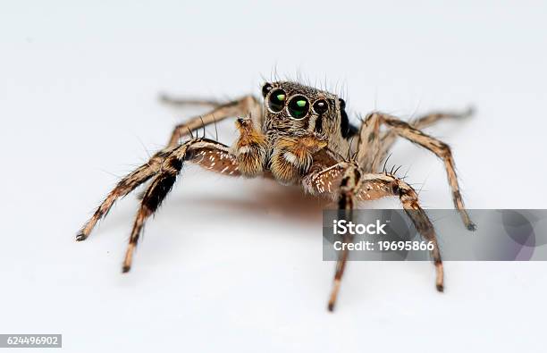 Jumping Spider Stock Photo - Download Image Now - Jumping Spider, Extreme Sports, Magnification