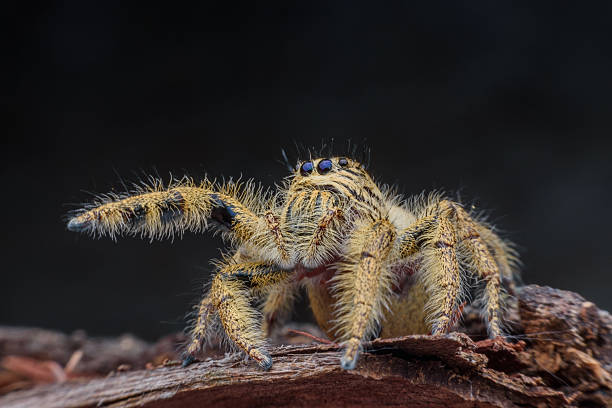 istock Female Hyllus diardi or Jumping spider on rotted wood 624497254