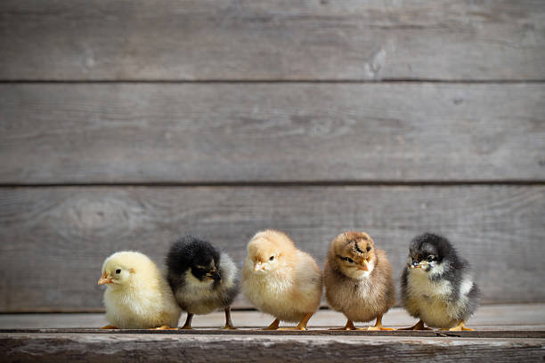 istock little  kid chick standing on wooden background 624497284