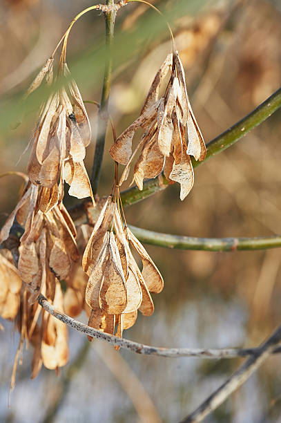 istock The dry leaves on branches. Withering of nature. 624510450