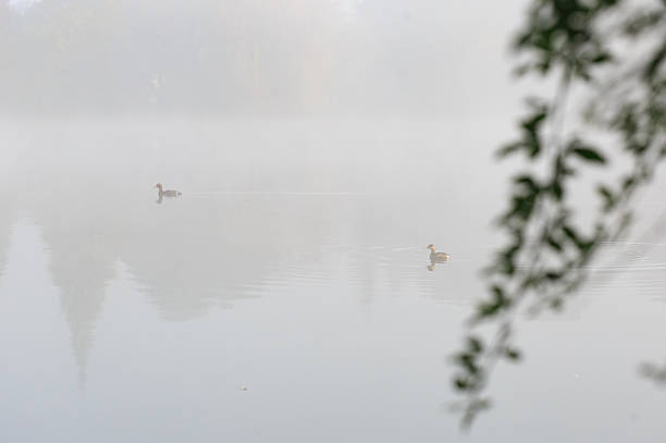 istock Two  little ducks  on the lake 624510454