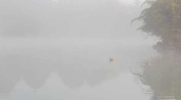 istock Two  little ducks  on the lake 624510520