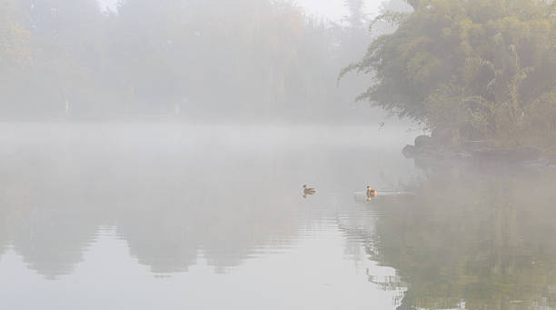 istock Two  little ducks  on the lake 624510560
