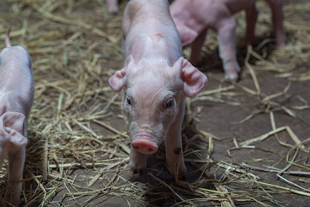 istock Newborn piglet Walk inside the pigsty 624510620