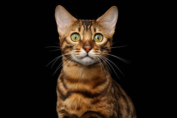 istock Gold Bengal Cat on Isolated black background 624511170
