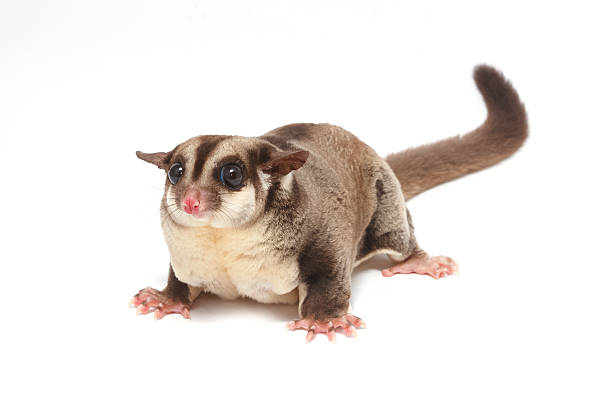 istock Closeup of female sugar glider standing 624511518