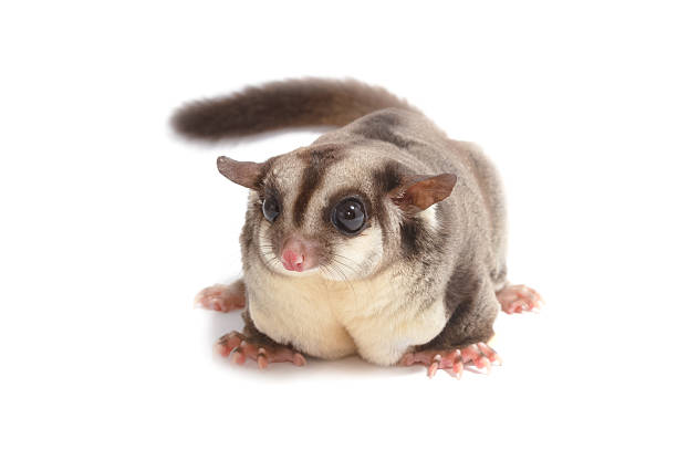 istock Closeup of female sugar glider standing 624511548
