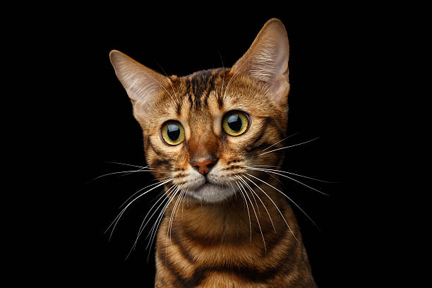 istock Gold Bengal Cat on Isolated black background 624511712