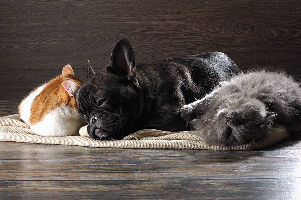 istock Cute cat and dog sleep huddled together 624511772