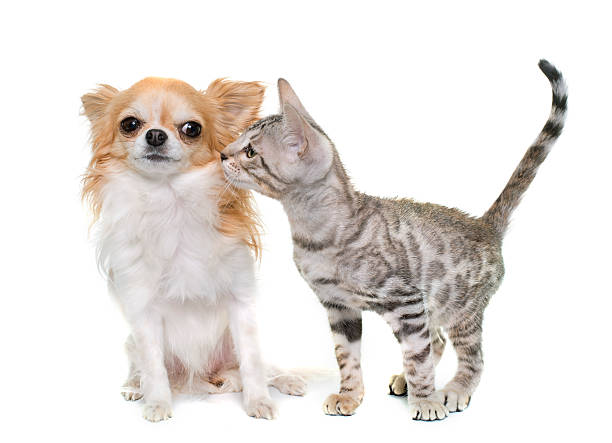 silver bengal kitten and chihuahua bengal kitten and chihuahua in front of white background cat sniff stock pictures, royalty-free photos & images
