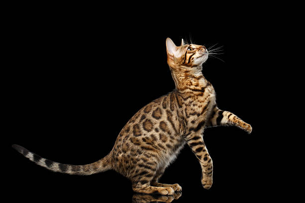 istock Gold Bengal Cat on Isolated black background 624513518