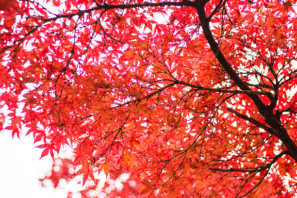 istock Japanese maple leaves turning red 624513804