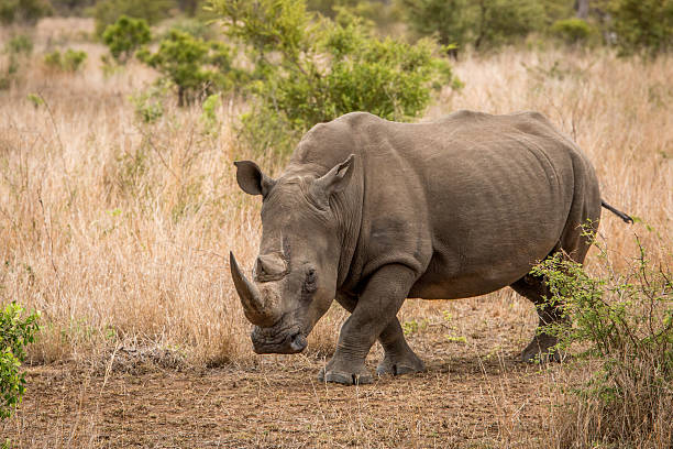 istock White rhino walking towards the camera. 624514054