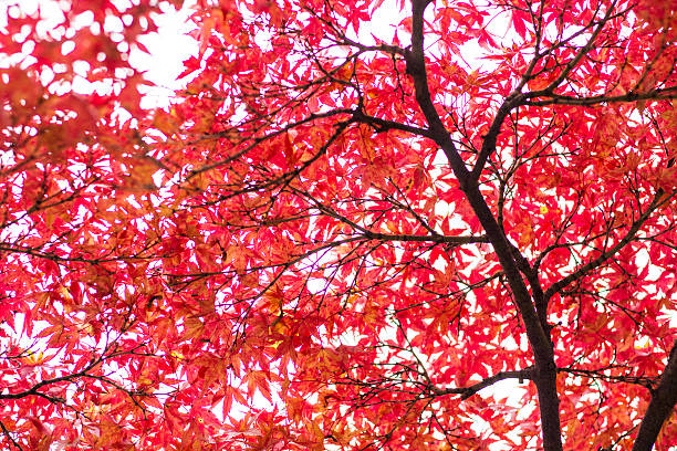 istock Japanese maple leaves turning red 624528040