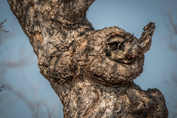 Rock monitor in the tree.