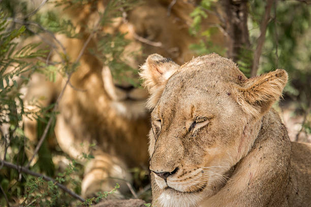 istock Mating couple of Lions relaxing. 624528094