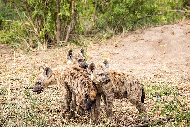 istock Baby Spotted hyenas playing. 624528342