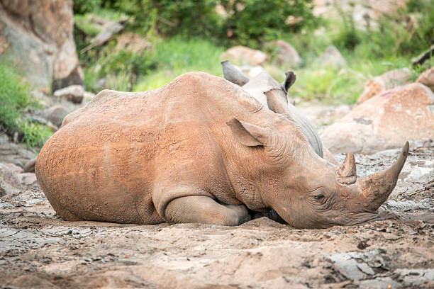 istock Chilling White rhino. 624528386