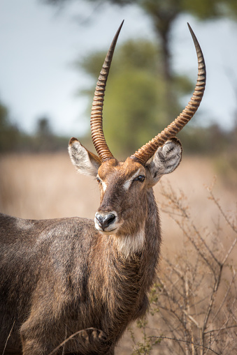 Waterbuck starring at the camera in the Kruger National Park, South Africa.