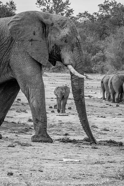 istock Baby Elephant walking towards the camera in black and white. 624528438