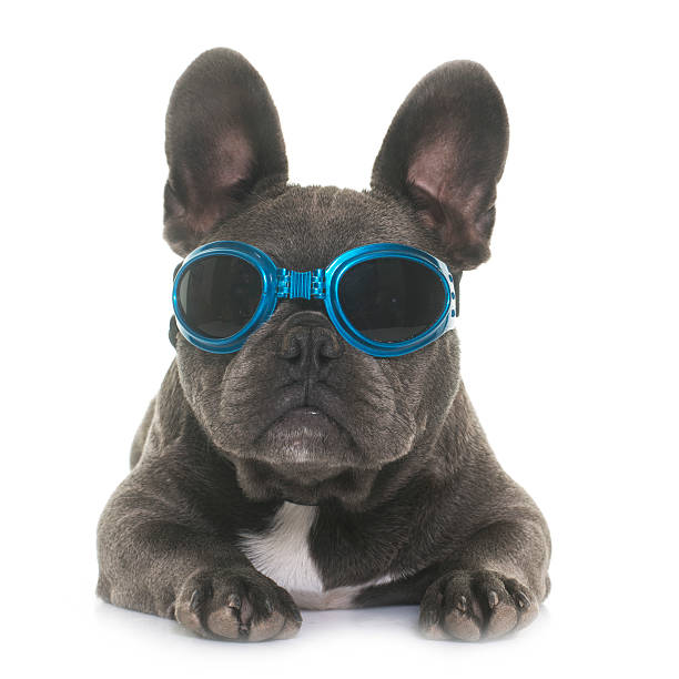 istock puppy french bulldog 624528462