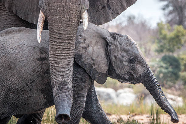 istock Bonding Elephants in the Kruger National Park 624528858