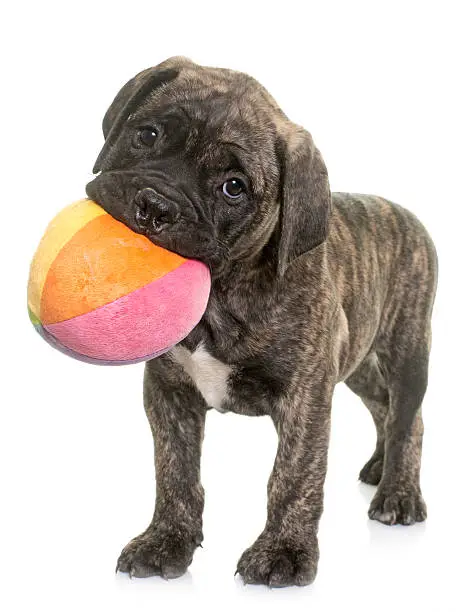 puppy bull mastiff playing in front of white background