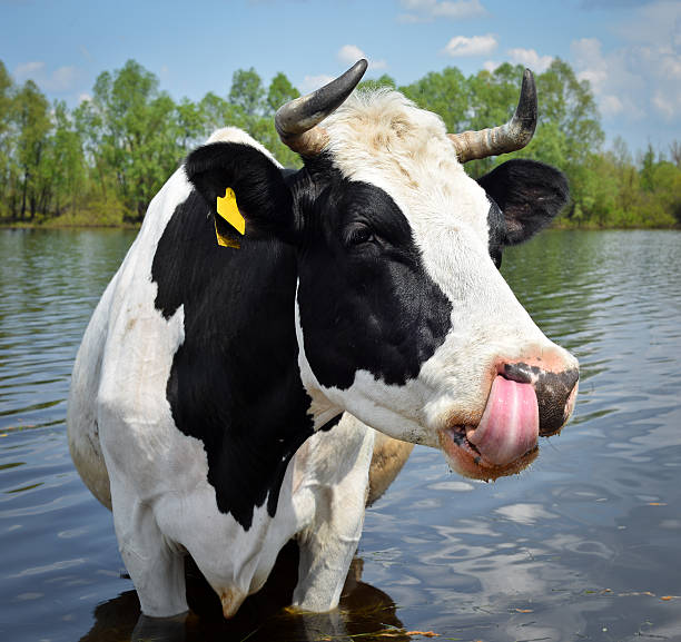 혀를 보여주는 소 와 핥는 그녀의 총구 - water drinking village rural scene 뉴스 사진 이미지