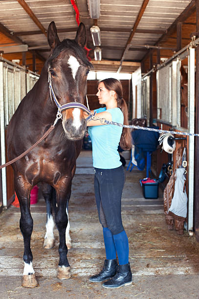 Young horsewomen owner harnessing the stallion in stable Young horsewomen owner harnessing the stallion in stable. Colored vertical image with vintage filter. charismatic racehorse stock pictures, royalty-free photos & images