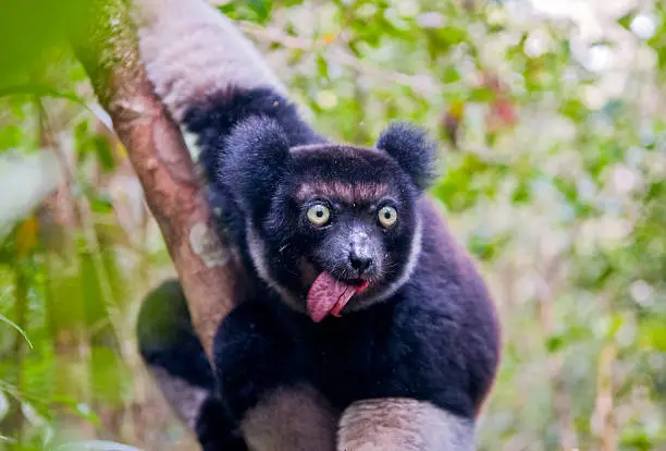 Indri, the largest lemur of Madagascar