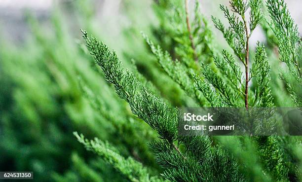 Beautiful Fir Tree Twigs Outdoors Stock Photo - Download Image Now - Backgrounds, Bright, Cereal Plant